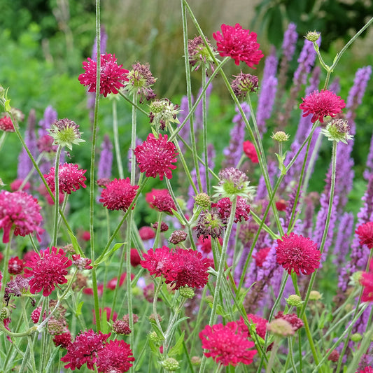 Knautia macedonica Seeds – Rich Wine-Red Blooms for Gardens