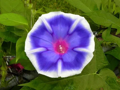 Bluji Fade Japanese – Garden Flower Seeds