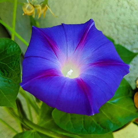 Matsushima Japanese Morning – Garden Flower Seeds