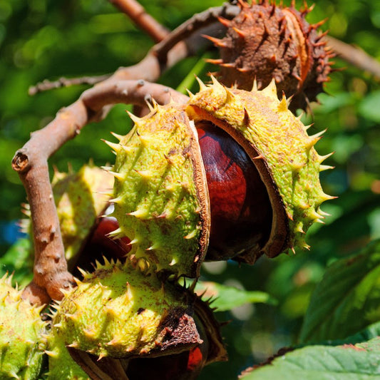 Chestnut (Castanea spp.) Seeds for Planting – Heirloom, Non-GMO, Hardy Tree Variety, Easy to Grow