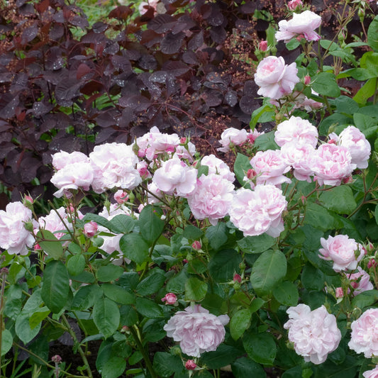 Rosa ‘Fantin-Latour’ Blush and Cream Old Garden Rose Plant
