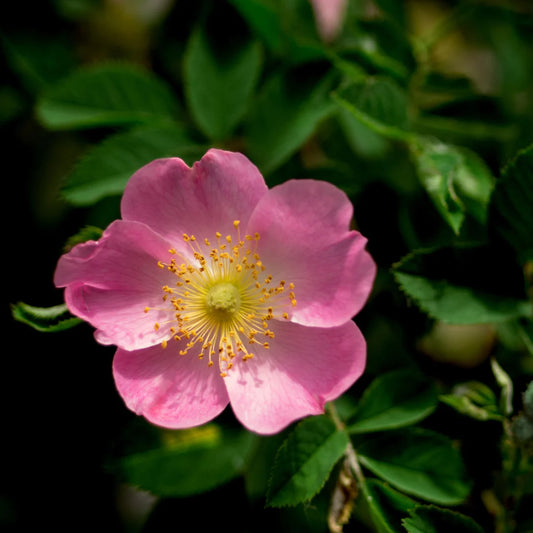 Prairie Wild Rose – Colorful Perennial Wildflower Garden Seeds