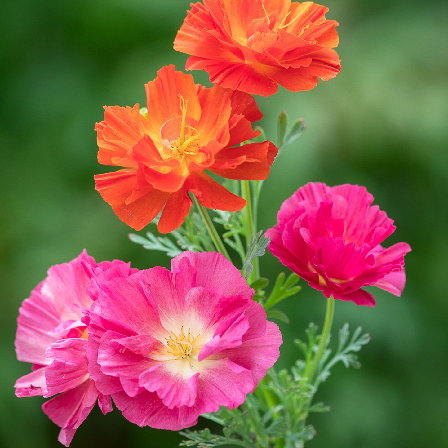 Eschscholzia Californica Thai Silk Formula Mixture Seeds California Poppy Mix