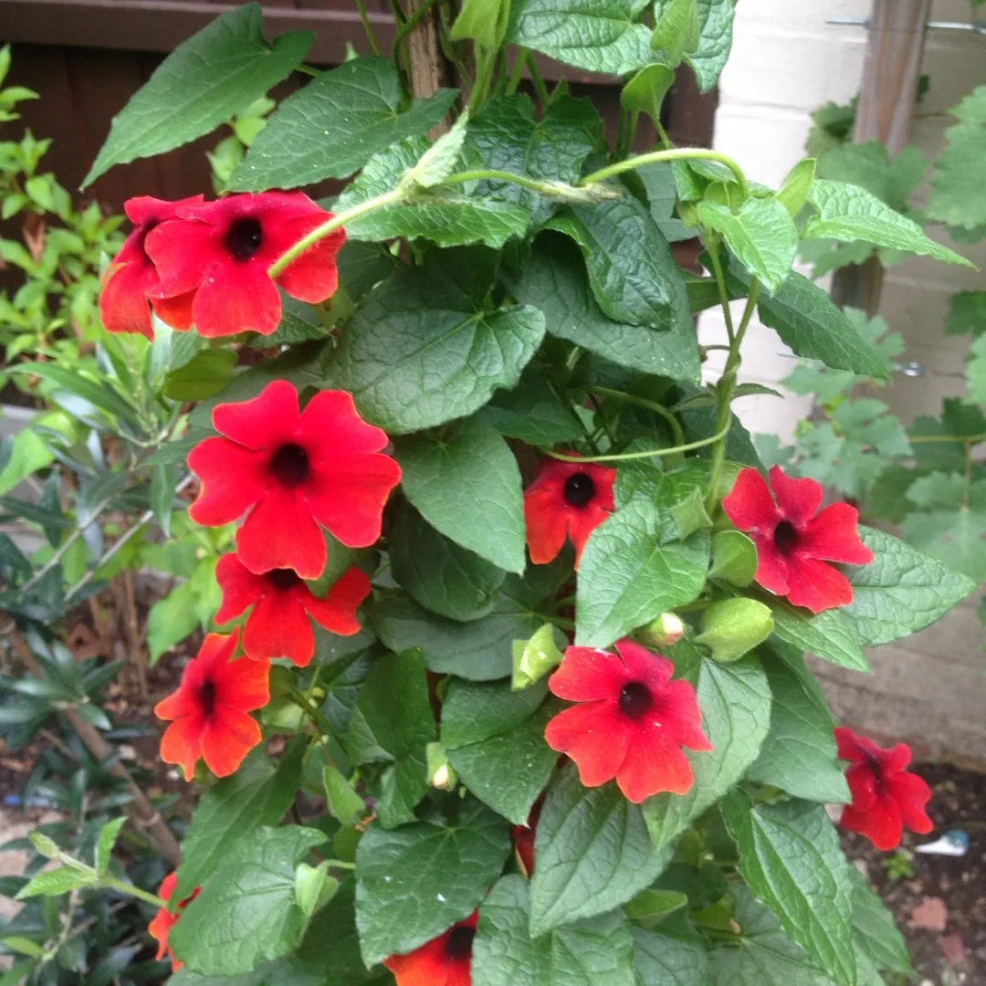 Thunbergia Alata ‘Red Beauty’ Seeds – Heirloom, Non-GMO, Climbing Annual Vine