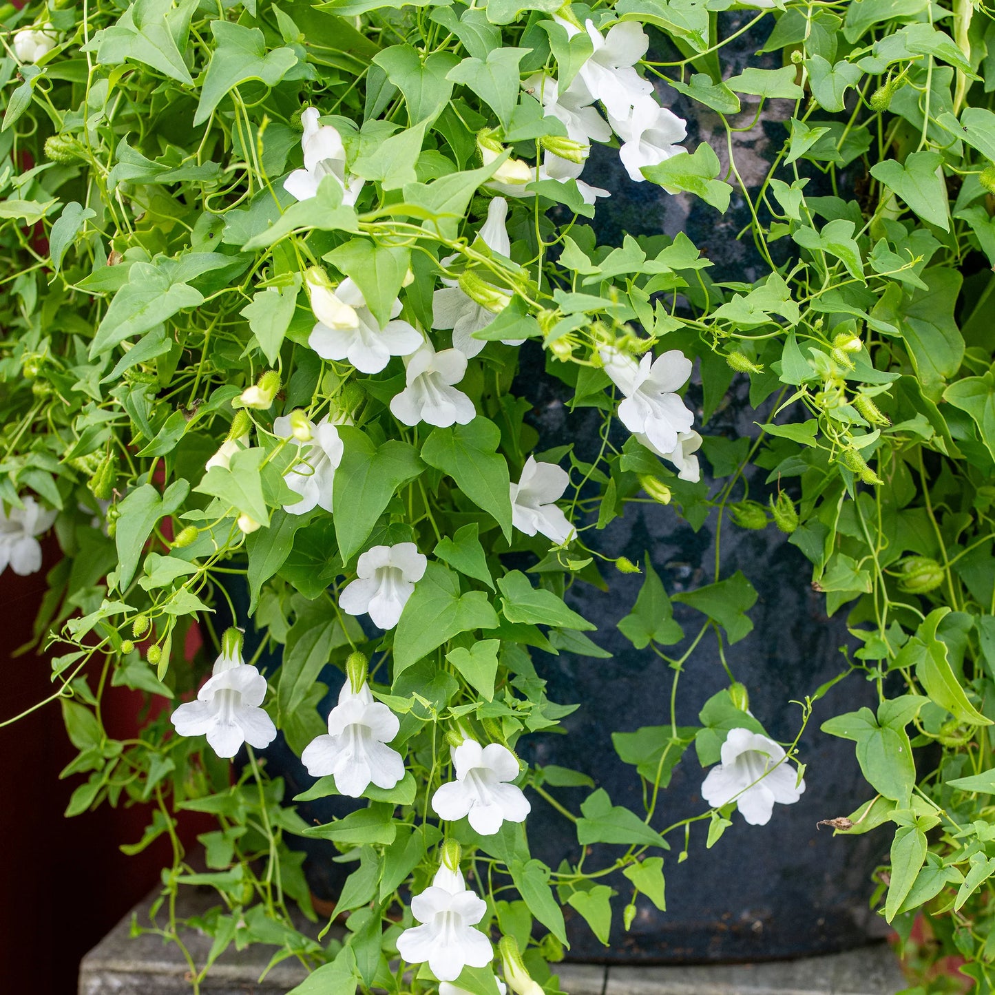 Asarina Climbing Snapdragon White Asarina Scandens – Climbing Garden Flower Seeds