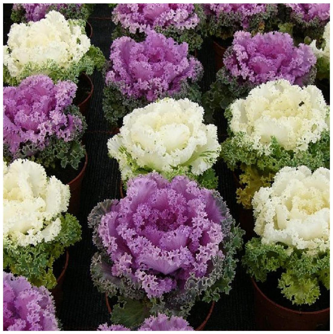 Ornamental Kale Brassica Oleracea – Vegetable Garden Seeds