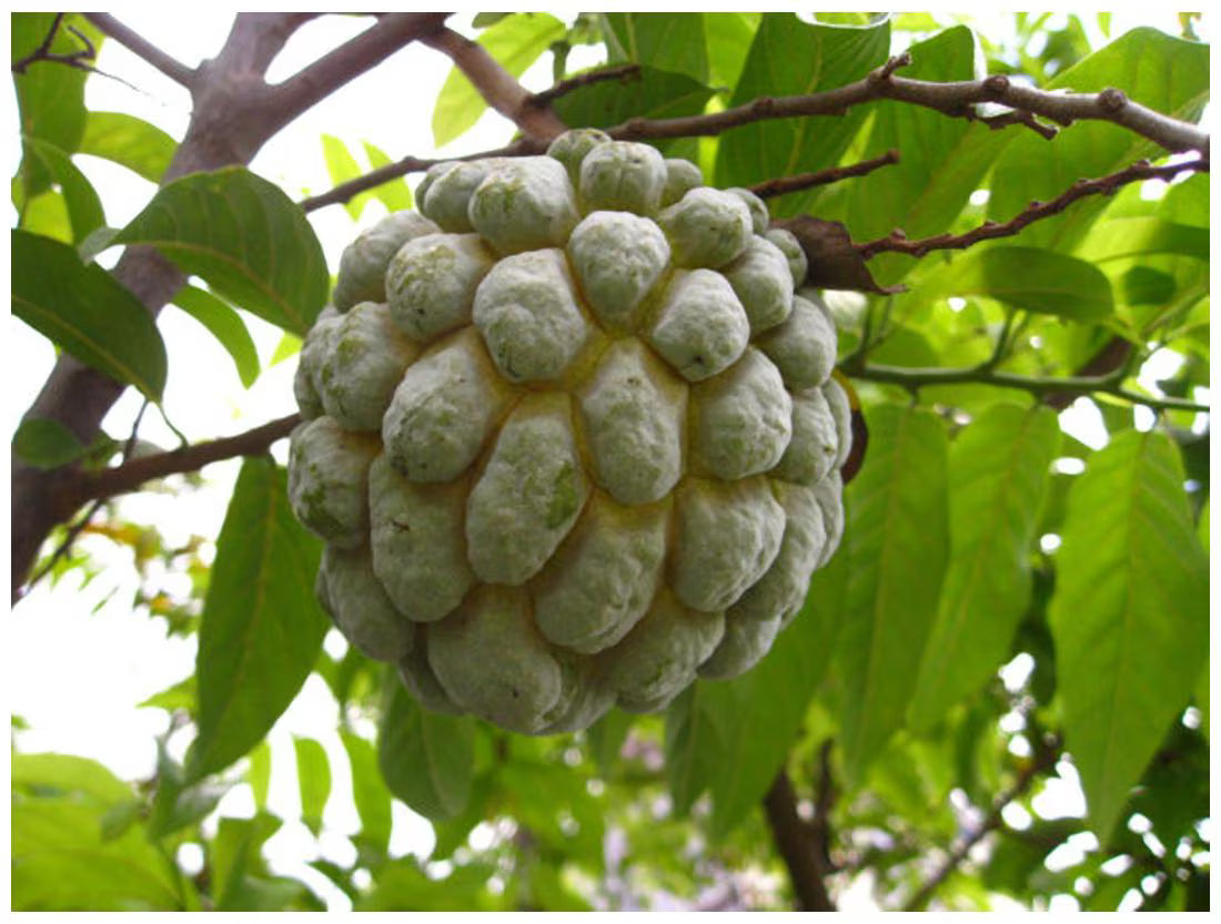 Sugar Apple Annona Squamosa – Tropical Fruit Tree Seeds