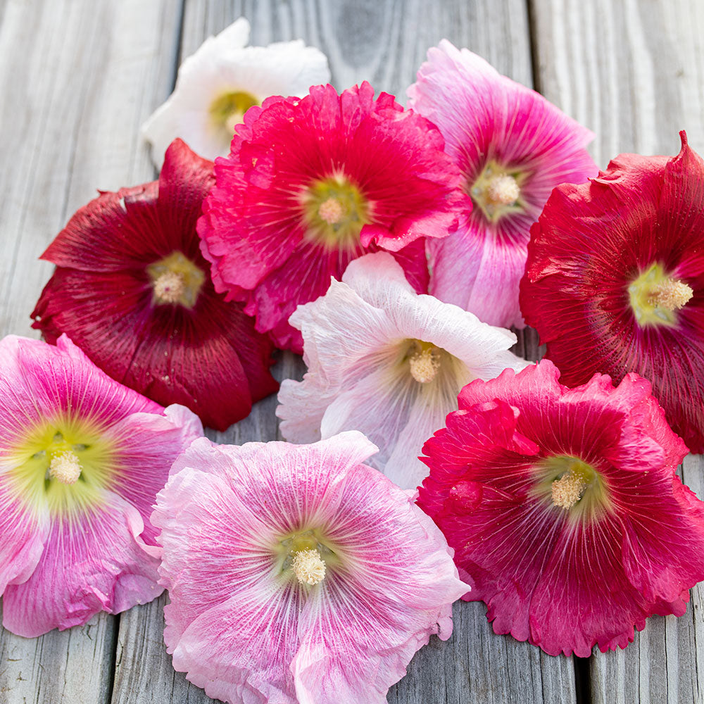 Hollyhock Indian Spring Mixed Colors Alcea Rosea – Colorful Garden Flower Seeds