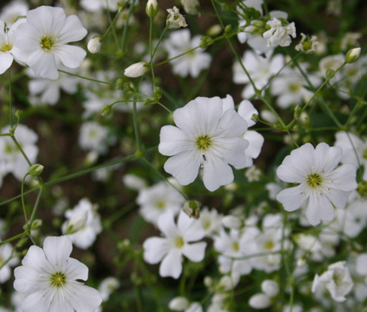 Wildflower Mix Cascade Mountain Tall – Perennial Garden Flower Seeds