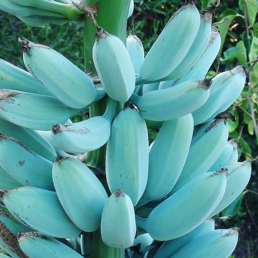 Blue Banana Seeds for Planting – Heirloom, Non-GMO, Musa Blue Java Type, Easy to Grow