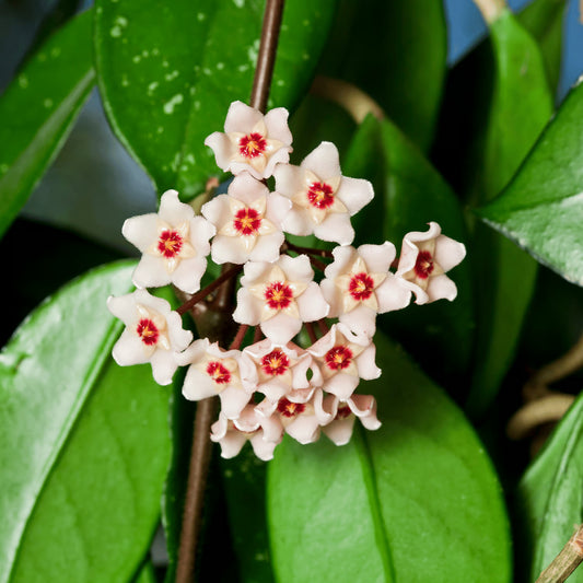 Hoya Flower Mixed Variety Seeds for Planting – Heirloom, Non-GMO, Easy to Grow, Indoor Houseplant