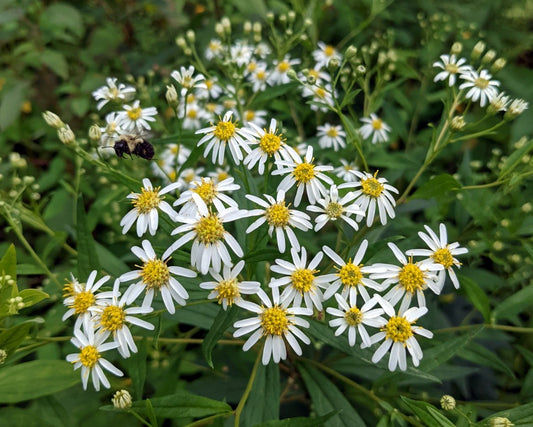 Flat Topped Aster – Perennial Wildflower Garden Seeds