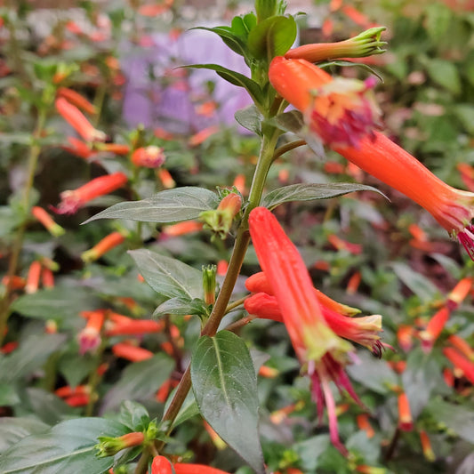 Cuphea David Verity Seeds Orange Cigar Plant Hummingbird Magnet Perennial