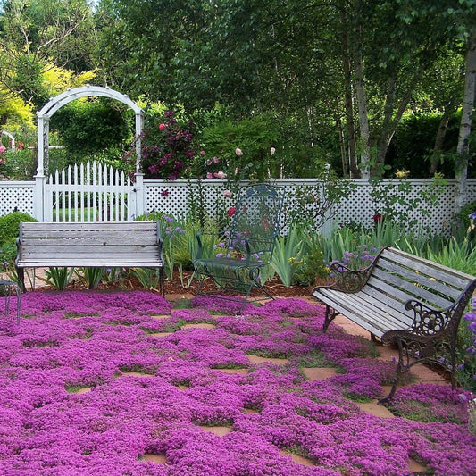 Creeping Thyme Ornamental Garden Herb Seeds