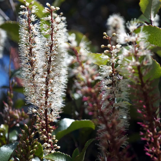 Chinese Red Birch – Perennial Fruit Seeds