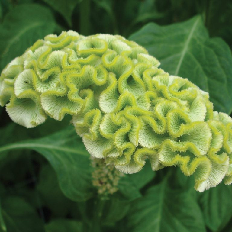 Celosia Lime Green – Annual Flower Seeds