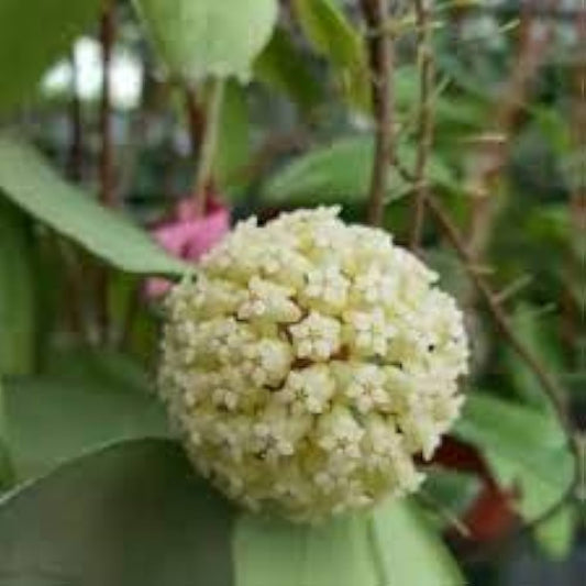Hoya Mixed Flower Seeds for Planting – Heirloom, Non-GMO, Multi-Color Variety, Easy to Grow, Perennial