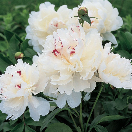 Peony ‘Festiva Maxima’ Flower Seeds – Heirloom, Non-GMO, Perennial Variety