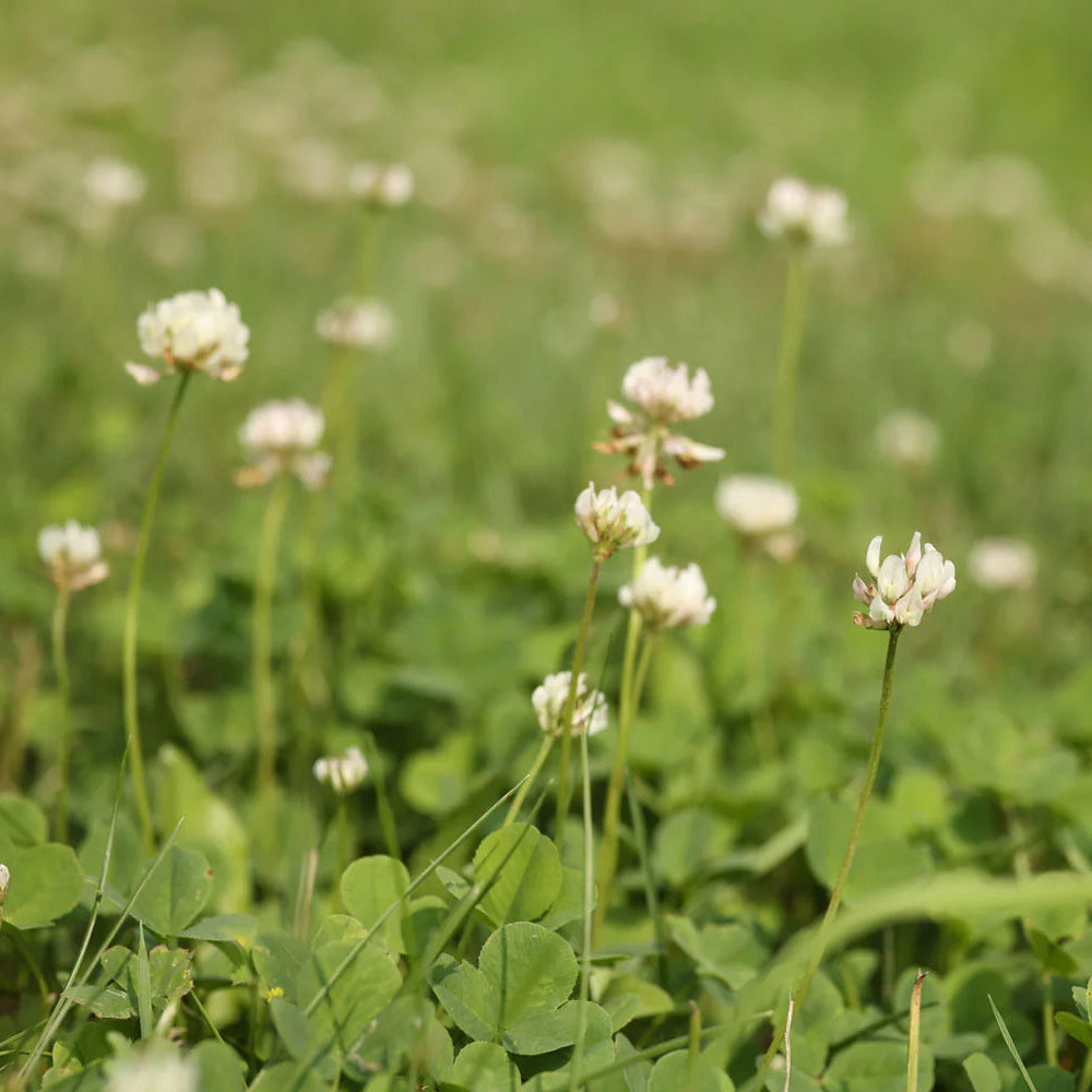 Clover Mix Seeds for Planting – White Clover, Red Clover, Microclover Blend, Heirloom, Non-GMO, Low-Growing, Lawn-Friendly