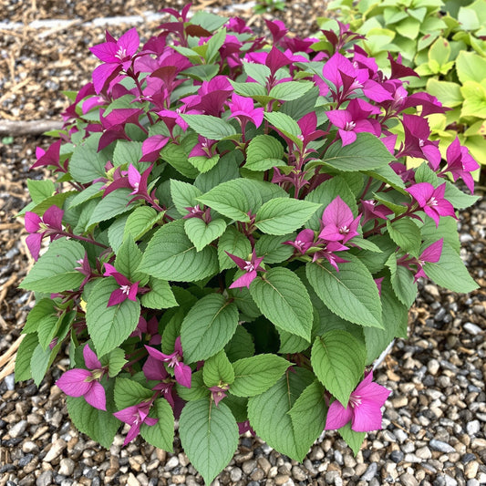 Cooler Peppermint Vinca – Garden Vegetable Seeds