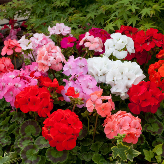 Mixed Geranium Flower Seeds Colorful Garden Blooms | Easy-to-Grow Annual & Perennial Mix