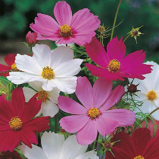 Sensation Tall Mixed Cosmos – Colorful Wildflower Garden Seeds