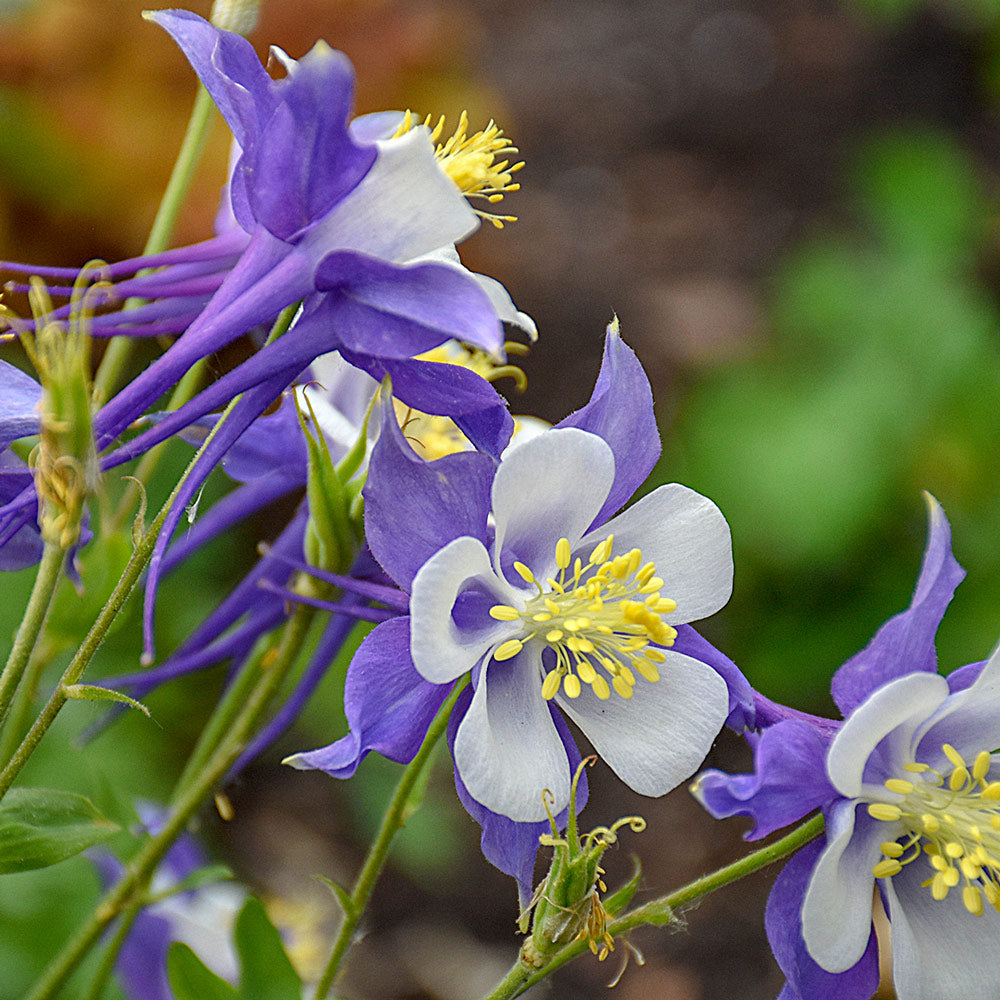 Columbine Blue Dream Aquilegia Caerulea – Hardy Garden Flower Seeds
