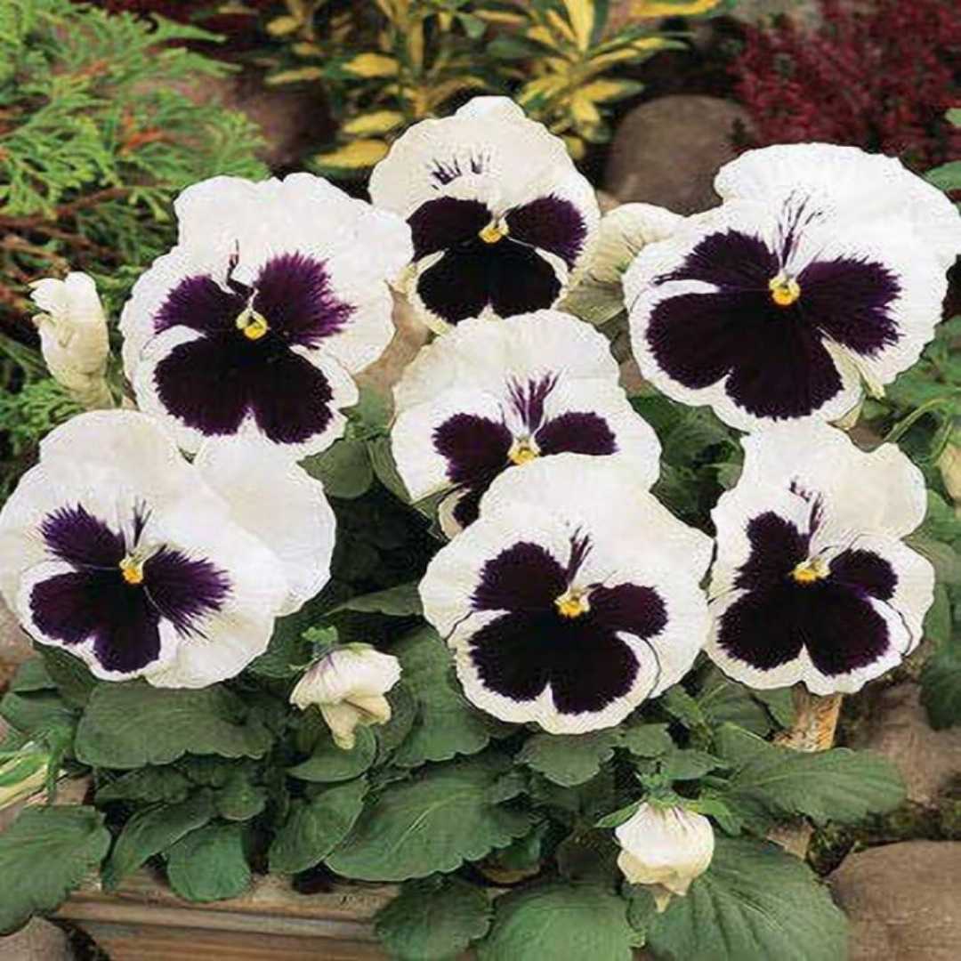 White Black Pansy Flower seeds for Planting Hardy Variety Heirloom & GMO Free Seeds for Home Garden Sale