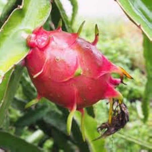 Pitaya (Dragon Fruit) Seeds for Planting – Heirloom, Non-GMO, Tropical Variety, Easy to Grow