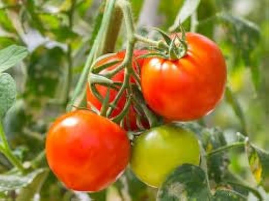 King Kong Tomato – Heirloom Vegetable Garden Seeds