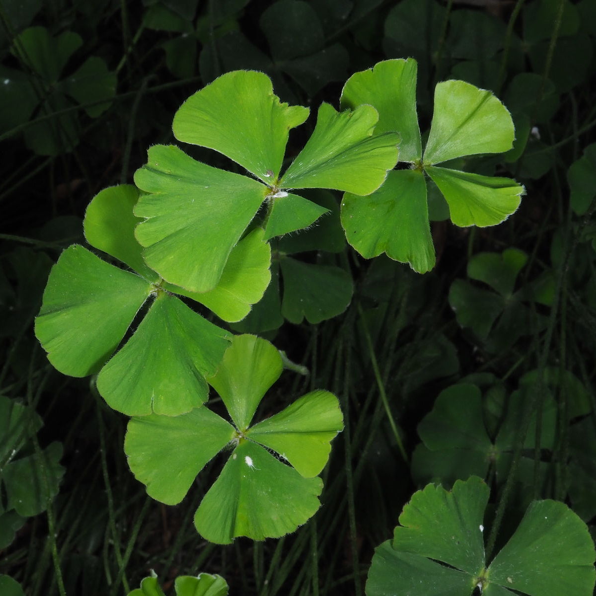 Four Leaf Clover (Trifolium repens) Live Plant in Nursery Pot – Heirloom, Non-GMO, Easy to Grow, Perennial