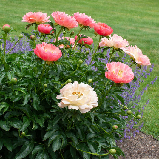 Peony ‘Coral Charm’ Seeds – Heirloom, Non-GMO, Herbaceous Perennial Variety for Planting