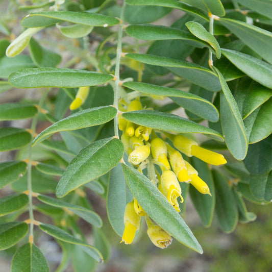 Silver Necklace Bush Seeds for Planting ( Seeds) Sophora tomentosa