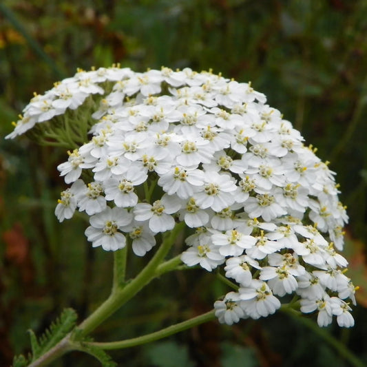 Western Yarrow – Hardy Wildflower Garden Seeds