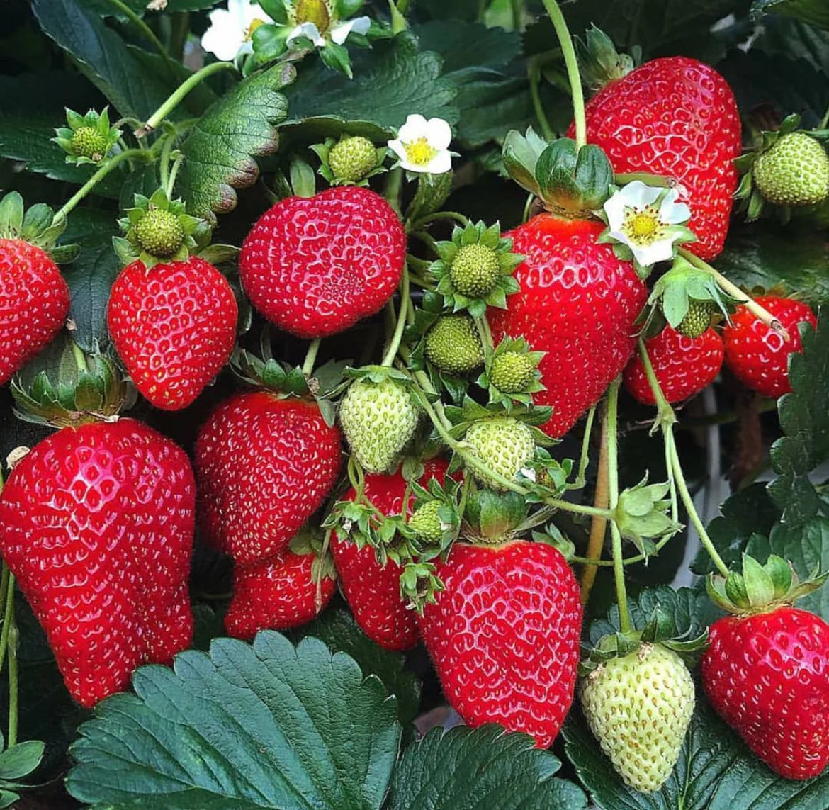Camarosa Strawberry Seeds – Heirloom, Non-GMO, Large Red Fruit Variety for Planting