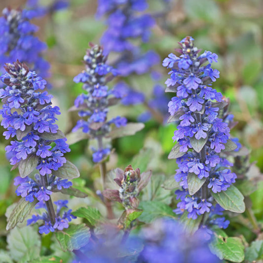 Blue Bugleweed (Ajuga reptans) Seeds for Planting – Heirloom, Non-GMO, Easy to Grow, Perennial, Shade-Tolerant