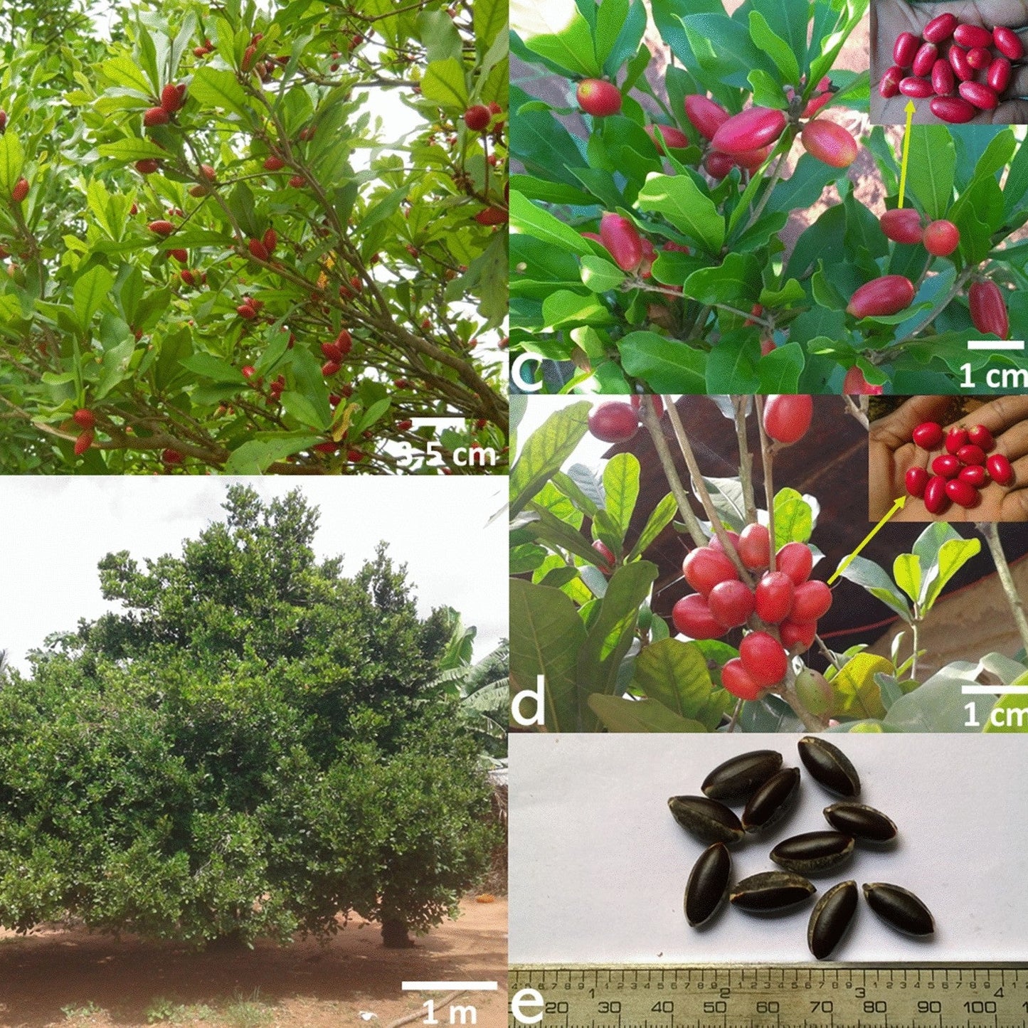 Miracle Fruit Seeds Synsepalum Dulcificum Sweet Berry Plant | Unique Tropical Houseplant