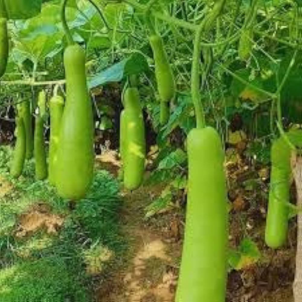 Bottle Gourd – Heirloom Vegetable Garden Seeds