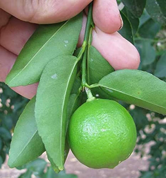 Lime (Citrus aurantiifolia) Seeds for Planting – Heirloom, Non-GMO, Outdoor and Container-Friendly, Fruiting Variety