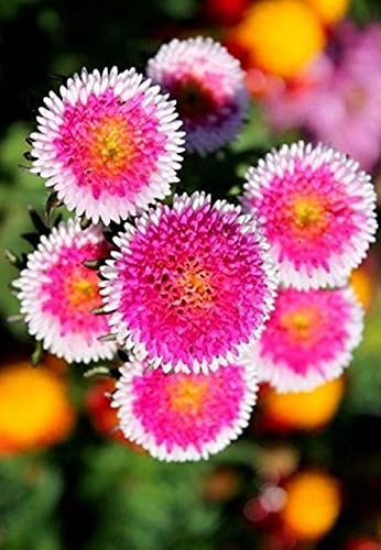 Aster Pompon Hinomaru Callistephus Chinensis – Dwarf Garden Flower Seeds