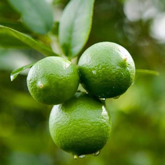 Lime (Citrus aurantiifolia) Seeds for Planting – Heirloom, Non-GMO, Easy to Grow, Citrus Variety