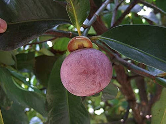 Mangosteen (Garcinia mangostana) Seeds for Planting – Heirloom, Non-GMO, Edible Tropical Variety, Easy to Grow