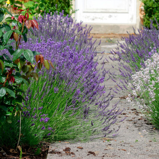 TRUE ENGLISH LAVENDER VERA Lavandula Angustifolia Herb Flower Seeds - Herb Seeds