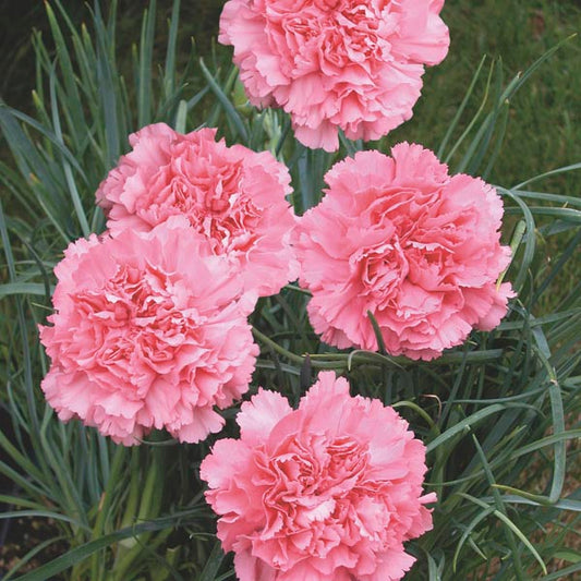 Carnation Grenadin Rose Dianthus Caryophyllus – Compact Garden Flower Seeds