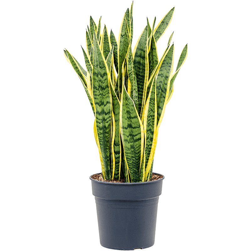 Sansevieria Trifasciata Seeds Snake Plant Air Purifying & Low Maintenance Indoor Plant
