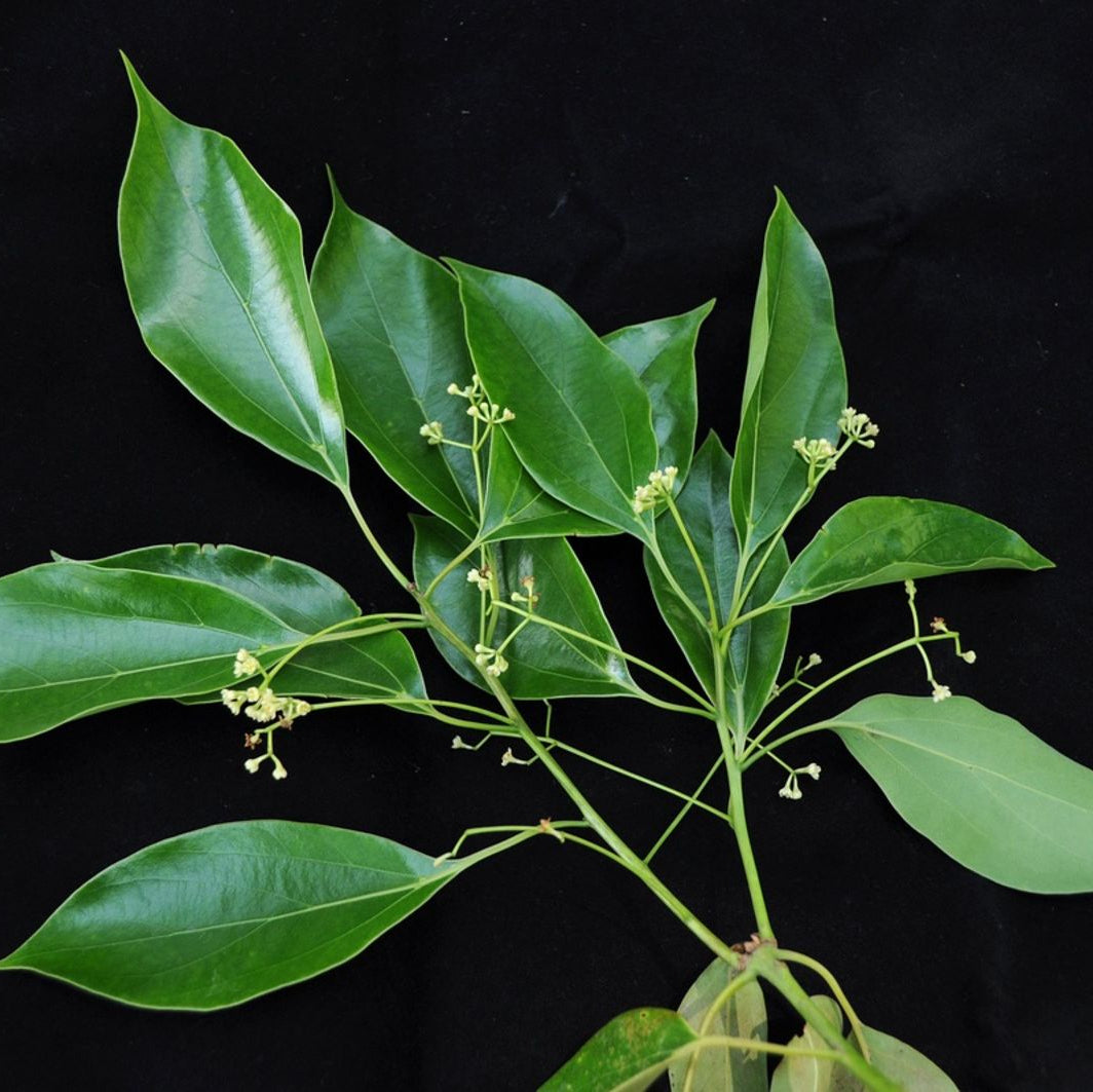Malabar Cinnamon Seeds (Cinnamomum malabatrum) for Planting
