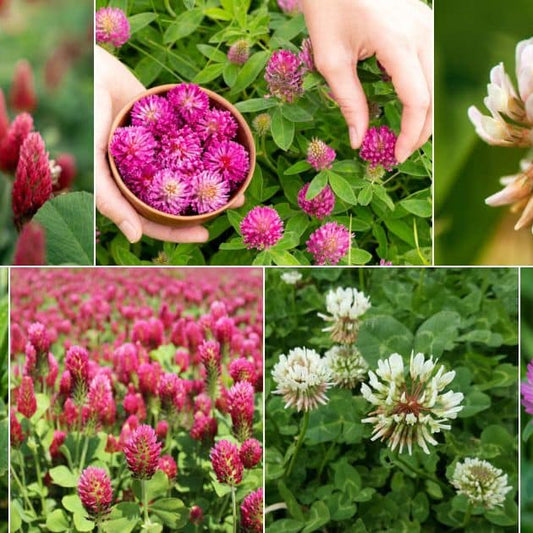 Clover Mix Seeds for Planting – White Clover, Red Clover, Microclover Blend, Heirloom, Non-GMO, Low-Growing, Lawn-Friendly