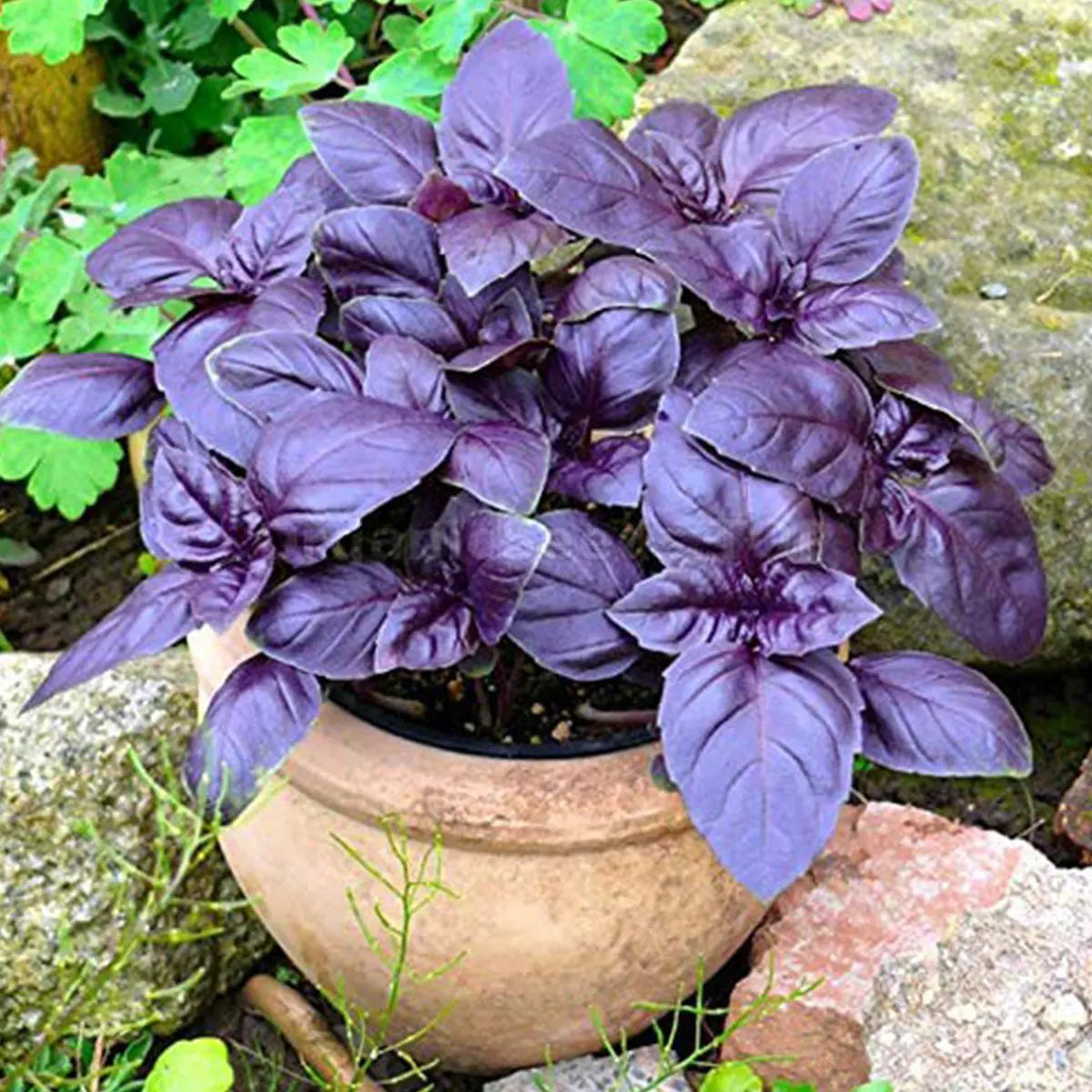 Dark Opal Basil – Garden Herb Seeds