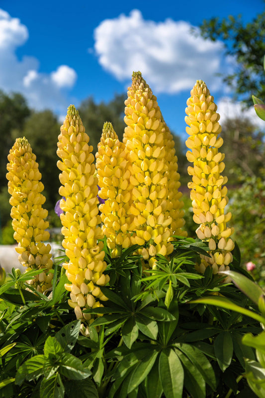 Yellow Lupine – Hardy Wildflower Garden Seeds