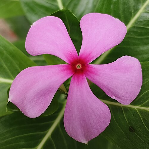 Periwinkle Dwarf Pink Little Delicata Catharanthus Roseus Compact Flower Garden Seeds